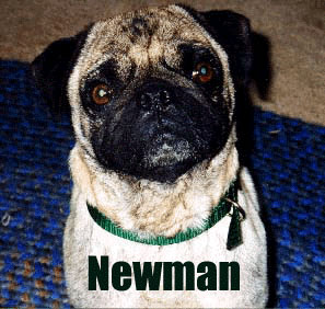 Newman